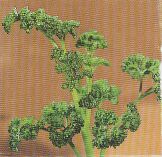 JT Kräuter Petersilie.jpg